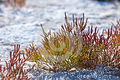 Salicornia. Common glasswort close up on a salt lake Stock Photo