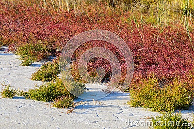 Salicornia. Common glasswort close up on a salt lake Stock Photo