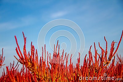 Salicornia europaea Stock Photo