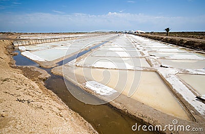 Saline marshes. Stock Photo