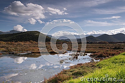 Halophyte Vegetation in the marshes of Saint Florent, Corsica Stock Photo