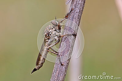 The robber fly Asilidae preys on various insects. Stock Photo
