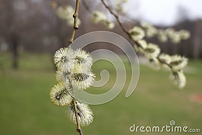 Salix atrocinerrea Brot. Spring willow tree swells. Beautiful fluffy tree flowers against the backdrop of the landscape. Stock Photo