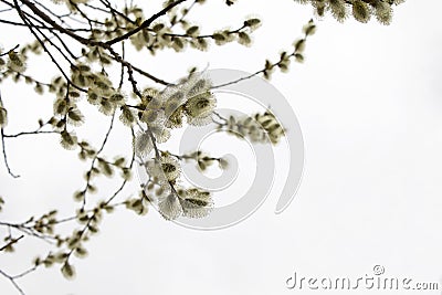 Salix atrocinerrea Brot. Spring willow tree swells. Beautiful fluffy tree flowers against the backdrop of the landscape. Early spr Stock Photo