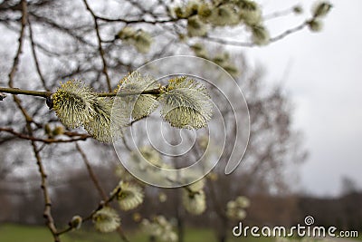 Salix atrocinerrea Brot. Spring willow tree swells. Beautiful fluffy tree flowers against the backdrop of the landscape. Stock Photo