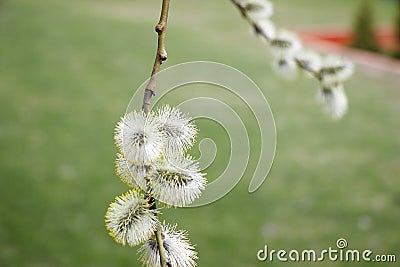 Salix atrocinerrea Brot. Spring willow tree swells. Beautiful fluffy tree flowers against the backdrop of the landscape. Stock Photo