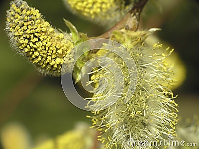 Salix caprea Stock Photo