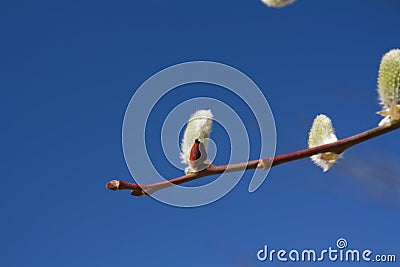 159_Salix caprea Stock Photo