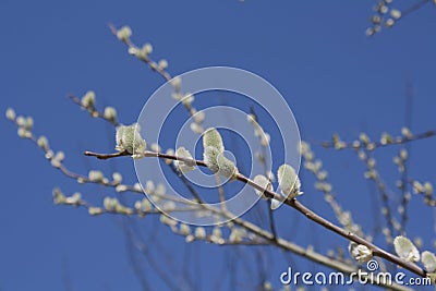 160_Salix caprea Stock Photo