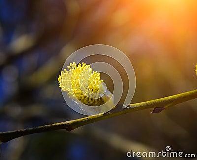 Salix caprea. Goat willow in spring. Stock Photo