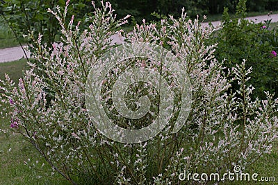 Salix integra Flamingo Stock Photo