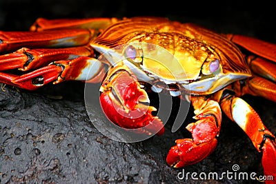 Sally Lightfoot Crab Stock Photo