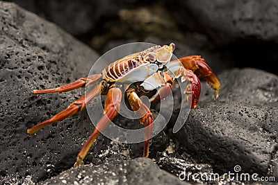 Sally Lightfoot crab Galapagos Islands Stock Photo
