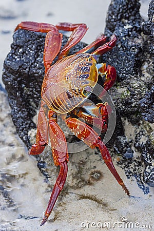 Sally Lightfoot Crab, Galapagos Islands Stock Photo