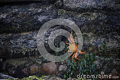 Sally lightfoot crab (Grapsus grapsus Stock Photo