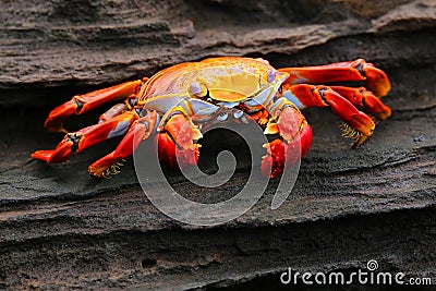 Sally lightfoot crab on Santiago Island in Galapagos National Pa Stock Photo