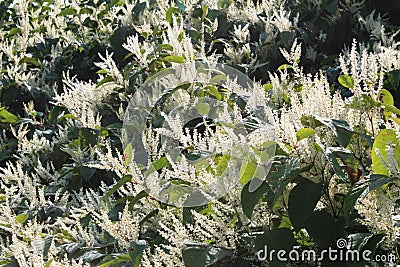 Sally rhubarb Japanese knotweed invasive species in autumn bloom Stock Photo