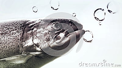 Salmo Trout underwater Stock Photo