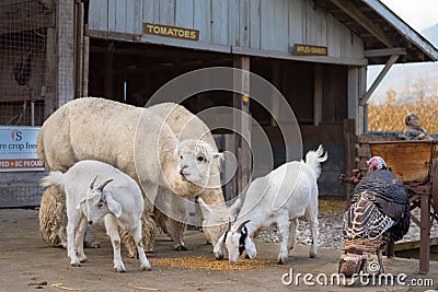 Turkey, llamas, and goats standing outside barn in autumn Editorial Stock Photo