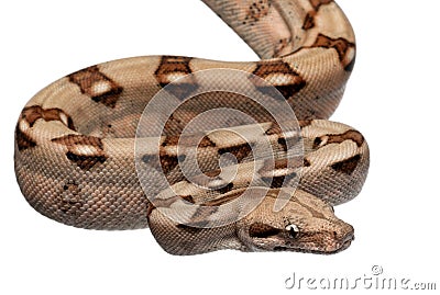 Salmon Boa constrictor, Boa constrictor Stock Photo