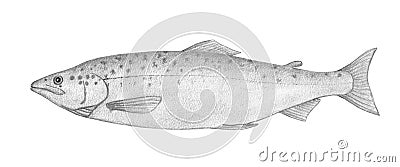 Salmon. Drawing pencil realistic illustration. Stock Photo