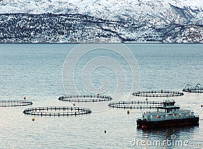 Salmon farm Editorial Stock Photo