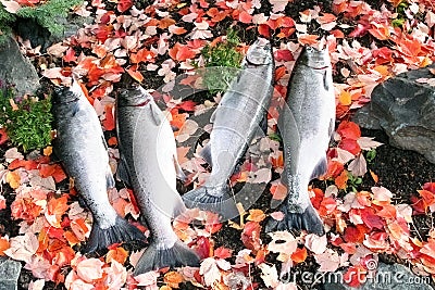 Salmon fish caught during the autumn fishing season Stock Photo