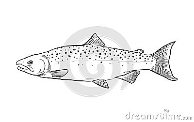 Salmon Fish Sketch Doodle Vector Illustration