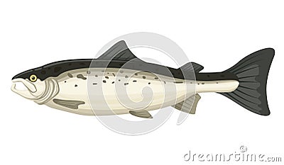 Salmon food fish Vector Illustration