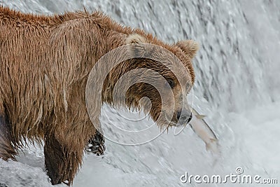 A salmon get away from a mother grizzly bear positioned at the top of a waterfall - Brook Falls - Alaska Stock Photo