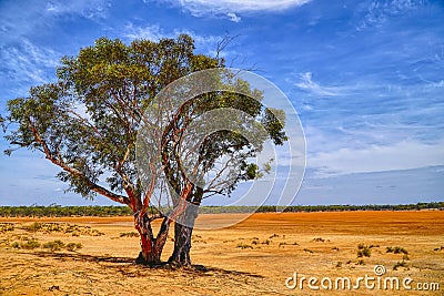 Salmon Gum trees or Eucalyptus salmonophloiafound in Western Aus Stock Photo