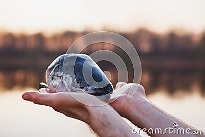 Salmon head on a man`s outstretched arms above the water. Cooking fish in a hike Stock Photo