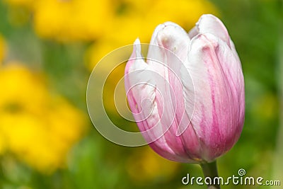 Salmon impression tulip tulipa gesneriana Stock Photo