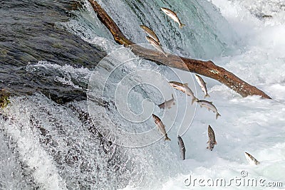 Salmon Jumping Over the Brooks Falls at Katmai National Park, Alaska Stock Photo