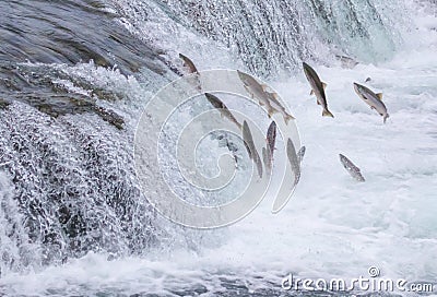 Salmon Jumping Up the Falls Stock Photo