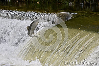 Salmon jumping upstream on a river dam Stock Photo