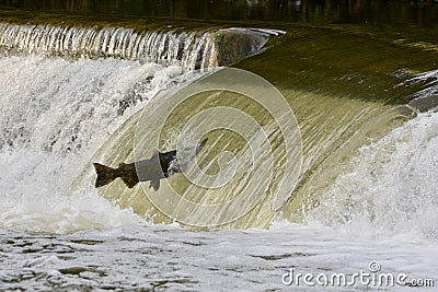 Salmon jumping upstream on a river dam Stock Photo