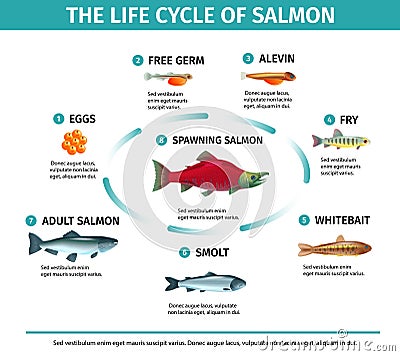 Salmon Life Cycle Infographics Vector Illustration