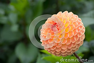 Salmon orange dahlia flower, beatyful bouquet or decoration from Stock Photo