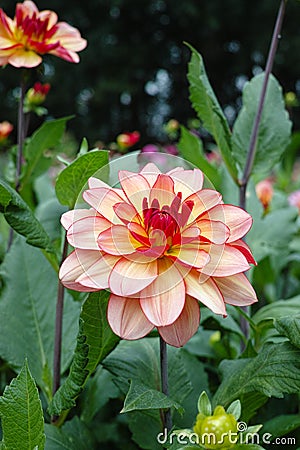 Salmon orange dahlia flower, beatyful bouquet or decoration from Stock Photo
