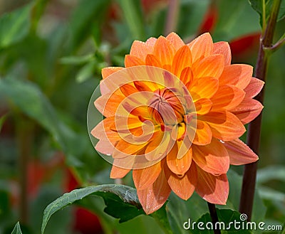 Salmon orange dahlia flower, beatyful bouquet or decoration from Stock Photo