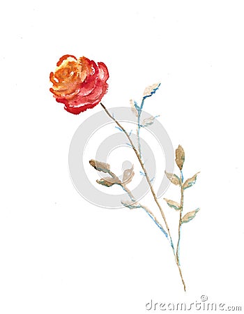 Salmon rose, watercolor illustration Cartoon Illustration