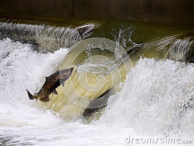 Salmon run Stock Photo