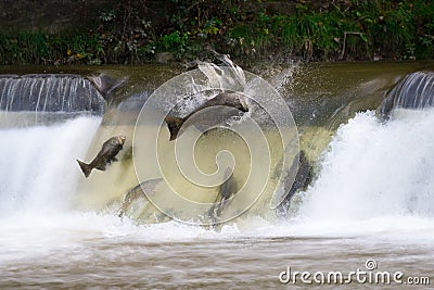 Salmon run Stock Photo