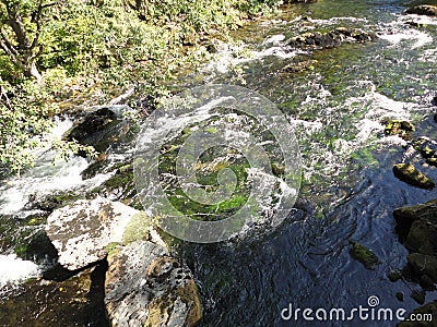 Salmon in Stream during Salmon run in Alaska. Fish returning to their place of birth from saltwater to fresh water to spawn and di Stock Photo