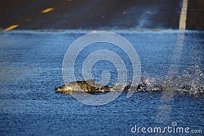 Salmon swimming across the road Stock Photo