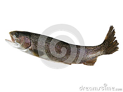 Salmon trout Stock Photo