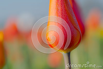 Salmon Tulip Stock Photo