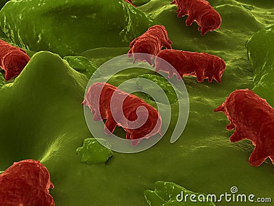 Salmonella Stock Photo