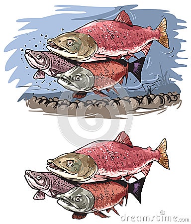 Salmons fish Vector Illustration